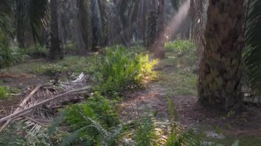 Sabah güneşi eğrelti otu yaprağında parlıyor..