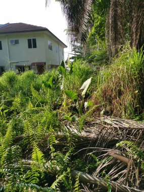 Yabani Alokasya fili kulak yaprağı