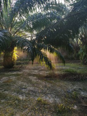 Güneş ışığı palmiye yapraklarının dallarına vuruyor..