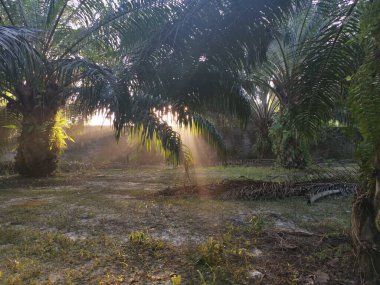 Güneş ışığı palmiye yapraklarının dallarına vuruyor..