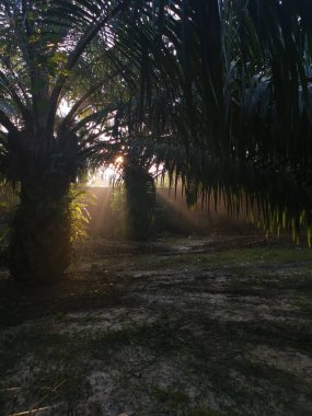 Güneş ışığı palmiye yapraklarının dallarına vuruyor..