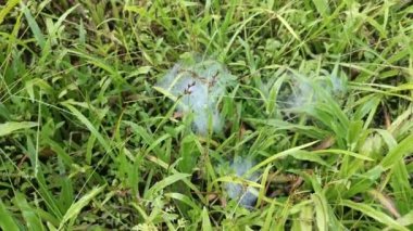 Çimlerin yeşil tarlasında örümceksi örümcek ağları.