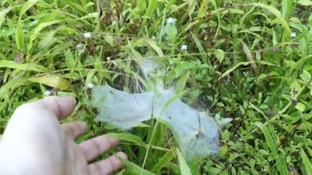 Patches Spidery Cobweb Green Field Grasses — Stock Video