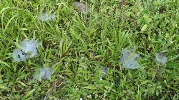 Vlekken Van Spinachtige Spinnenwebben Het Groene Grasveld — Stockvideo