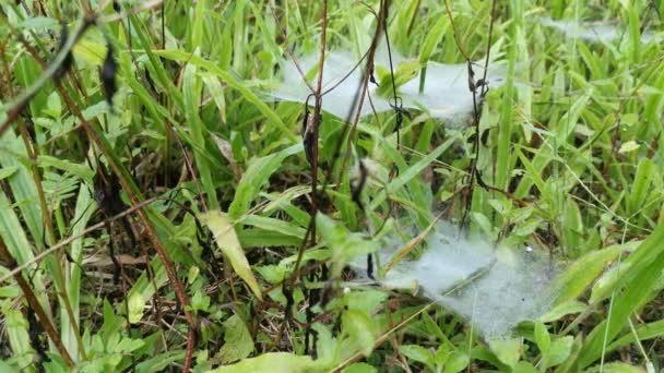 Flecken Von Spinnweben Auf Der Grünen Wiese Der Gräser — Stockvideo