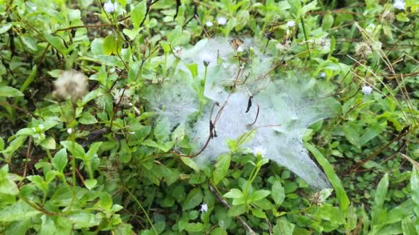 Parches Telaraña Araña Campo Verde Hierbas — Vídeo de stock