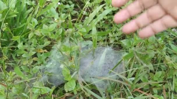 Taches Toile Araignée Sur Champ Vert Herbes — Video