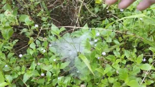 Taches Toile Araignée Sur Champ Vert Herbes — Video