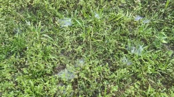 Taches Toile Araignée Sur Champ Vert Herbes — Video