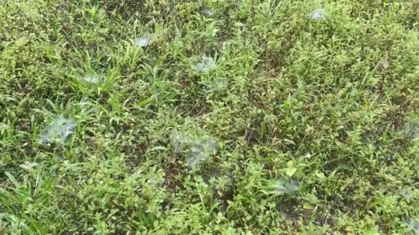 Taches Toile Araignée Sur Champ Vert Herbes — Video