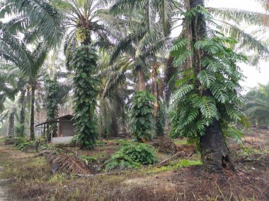 Epipremnum pinnatum bitkisi palmiye ağaçlarında vahşice büyüyor..
