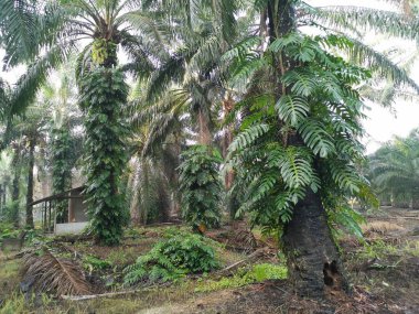 Epipremnum pinnatum bitkisi palmiye ağaçlarında vahşice büyüyor..