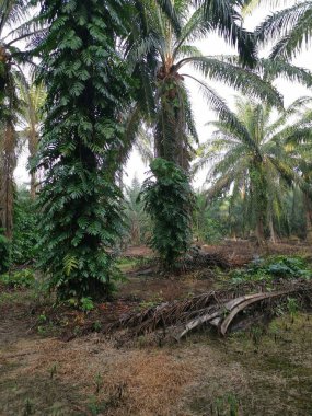 Epipremnum pinnatum bitkisi palmiye ağaçlarında vahşice büyüyor..