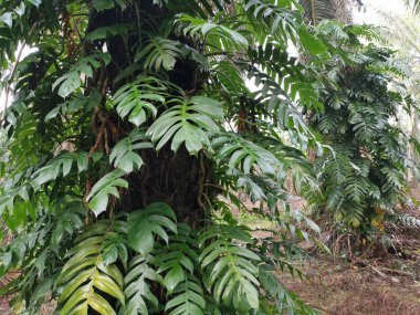 Epipremnum pinnatum bitkisi palmiye ağaçlarında vahşice büyüyor..