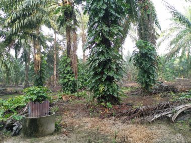 Epipremnum pinnatum bitkisi palmiye ağaçlarında vahşice büyüyor..