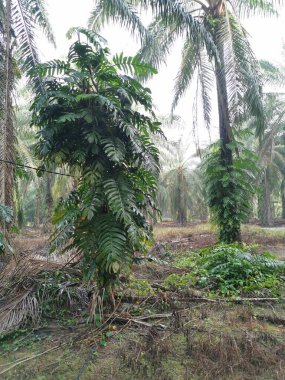 Epipremnum pinnatum bitkisi palmiye ağaçlarında vahşice büyüyor..