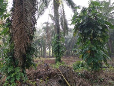 Epipremnum pinnatum bitkisi palmiye ağaçlarında vahşice büyüyor..