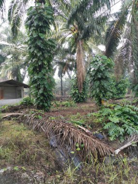 Epipremnum pinnatum bitkisi palmiye ağaçlarında vahşice büyüyor..