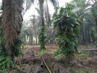 Epipremnum pinnatum bitkisi palmiye ağaçlarında vahşice büyüyor..
