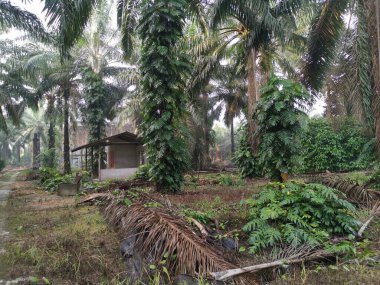 Epipremnum pinnatum bitkisi palmiye ağaçlarında vahşice büyüyor..