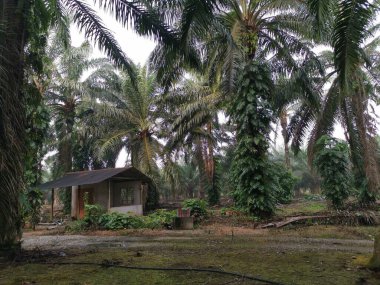 Epipremnum pinnatum bitkisi palmiye ağaçlarında vahşice büyüyor..