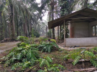 Epipremnum pinnatum bitkisi palmiye ağaçlarında vahşice büyüyor..