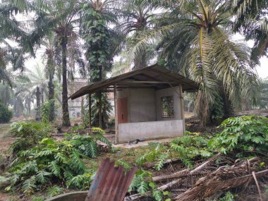 Epipremnum pinnatum bitkisi palmiye ağaçlarında vahşice büyüyor..