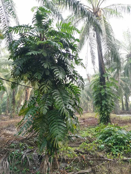 Epipremnum pinnatum bitkisi palmiye ağaçlarında vahşice büyüyor..