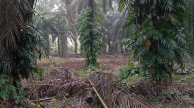 Epipremnum pinnatum bitkisi palmiye ağaçlarında çılgınca sürünüyor..