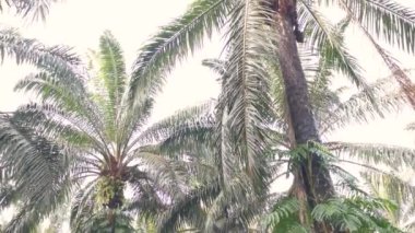 Epipremnum pinnatum bitkisi palmiye ağaçlarında çılgınca sürünüyor..