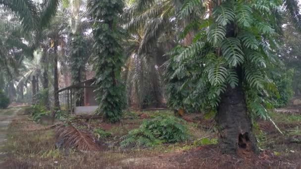 ヤシの木に群生するエピプレミアム ピンナトゥムの植物は — ストック動画