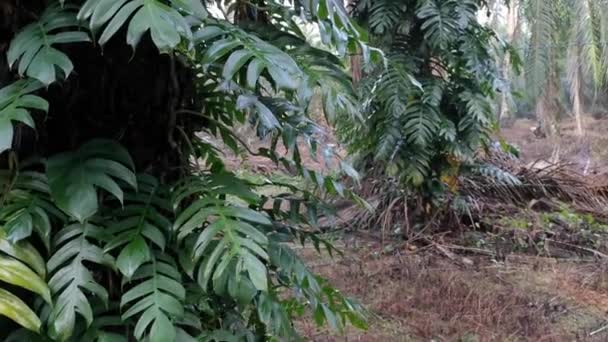 Epipremnum Pinnatum Pianta Strisciando Selvaggiamente Sulle Palme — Video Stock