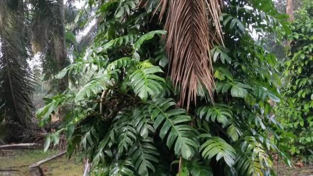 Epipremnum Pinnatum Pianta Strisciando Selvaggiamente Sulle Palme — Video Stock