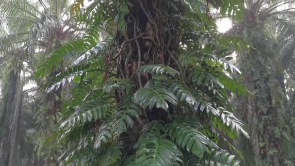 Epipremnum Pinnatum Pflanze Kriecht Wild Auf Den Palmen — Stockvideo