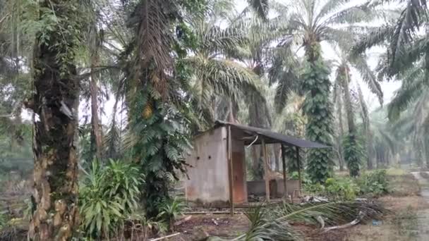 Epipremnum Pinnatum Plant Kruipend Wild Palmbomen — Stockvideo