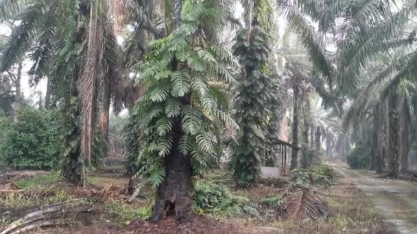 Epipremnum Pinnatum Pflanze Kriecht Wild Auf Den Palmen — Stockvideo