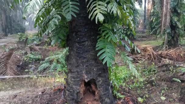 Tanaman Epipremnum Pinnatum Merayap Liar Pada Pohon Pohon Palem — Stok Video