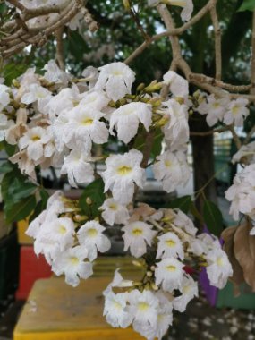 Dallarda çiçek açan tabebuia rosea çiçeği..