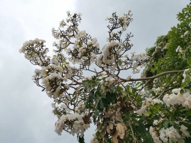 Dallarda çiçek açan tabebuia rosea çiçeği..
