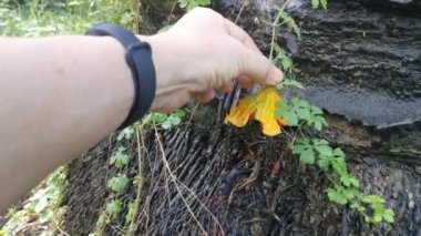 Vahşi balsam armut bitkisi palmiye gövdesinin etrafına tırmanıyor..