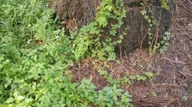 Vahşi balsam armut bitkisi palmiye gövdesinin etrafına tırmanıyor..