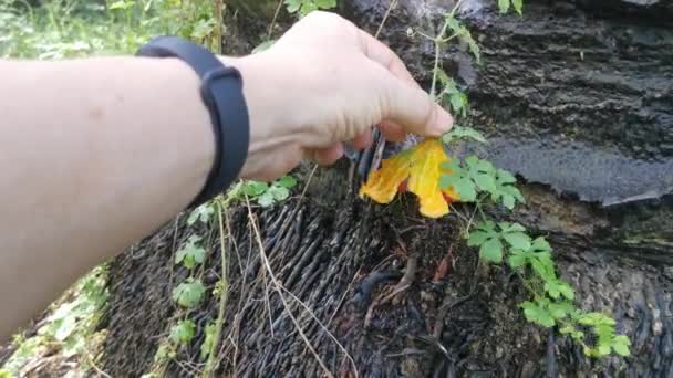 ヤシの幹の周りを登る野生のバルサム梨の植物 — ストック動画