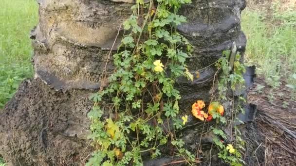 Vild Balsam Päron Växt Klättra Runt Handflatan — Stockvideo