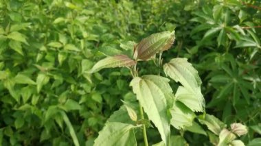 Vahşi yeşil yapraklı kromolaena kokulu ot.