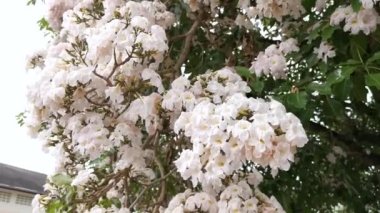 Dallarda çiçek açan tabebuia rosea çiçeği..