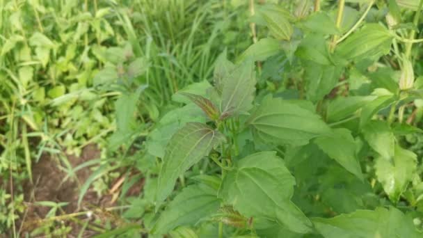 Wild Green Leafy Chromolaena Odorata Weed — Stock Video