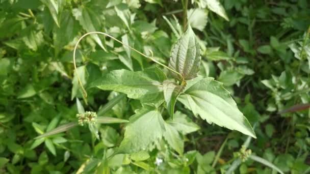 Dzikie Zielone Liściaste Chwasty Chromolaena Odorata — Wideo stockowe