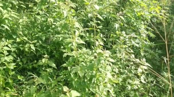 Wild Green Leafy Chromolaena Odorata Weed — Stock Video