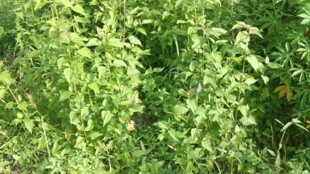 Hierba Hoja Verde Salvaje Chromolaena Odorata — Vídeo de stock