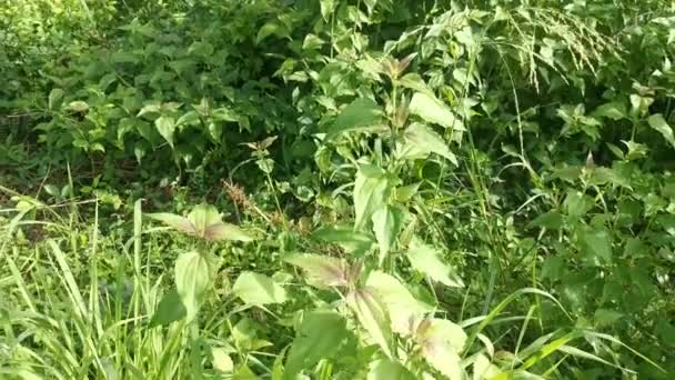 Wild Green Leafy Chromolaena Odorata Weed — Stock Video